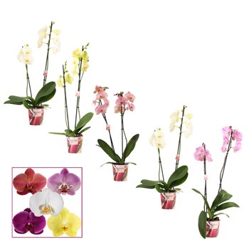 Orhideja Phalaenopsis mix 2 stems 12+ basic (Scenza)12 fl  plnt 55cm 12cm Q4255