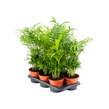 Chamaedorea elegans 6/tray 4CHELBP17