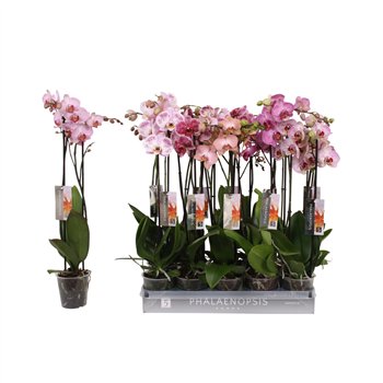 Orhideja Phalaenopsis mix Specialty  2-spike 18+18 fl 2 stems plnt 60cm 12cm Q4262