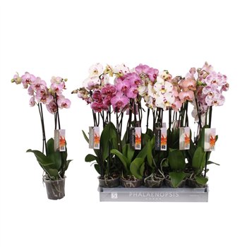 Orhideja Phalaenopsis mix Specialty  3-spike 22+22 fl 3 stems plnt 60cm 12cm Q4268