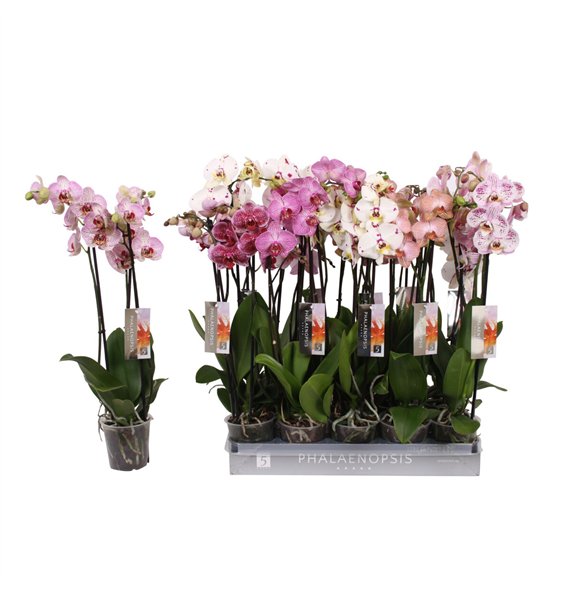 Orhideja Phalaenopsis mix Specialty  3-spike 22+22 fl 3 stems plnt 60cm 12cm Q4268