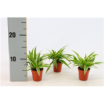 Chlorophytum Ocean F00000458