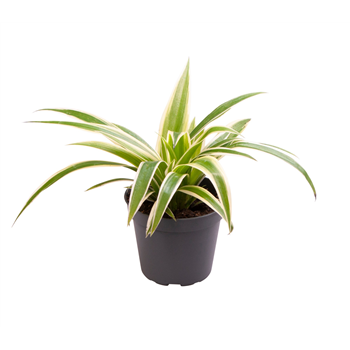 Chlorophytum comosum 'Irish' F00001267