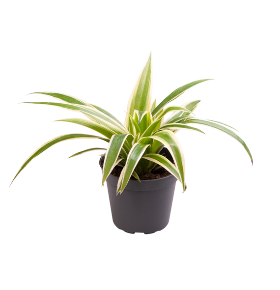 Chlorophytum comosum 'Irish' F00001267
