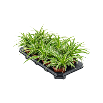 Chlorophytum comosum 'Ocean' 6/tray 4CHCOHA10