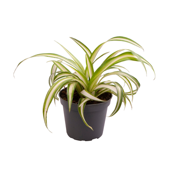 Chlorophytum comosum 'Variegatum' F00001266