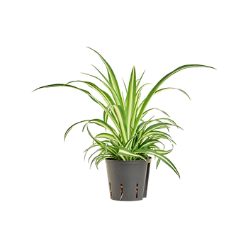 Chlorophytum comosum 'Variegatum' 2CHCVBP10