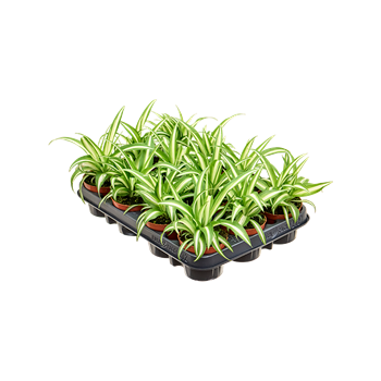 Chlorophytum comosum 'Variegatum' 12/tray 4CHVABP08