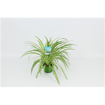 Chlorophytum comosum 'Vittatum' F00002975