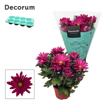 Krizantema (Indicum Grp) 'Breeze Jam' F00007865