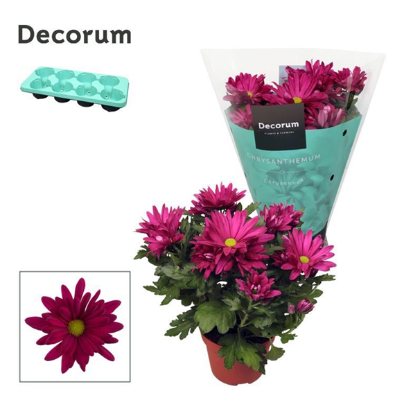 Krizantema (Indicum Grp) 'Breeze Jam' F00007865