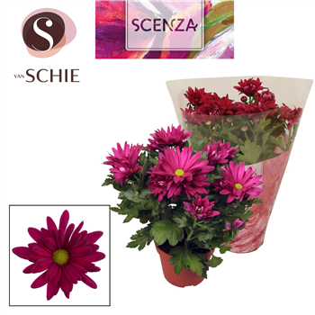 Krizantema (Indicum Grp) 'Breeze Jam' F00007877