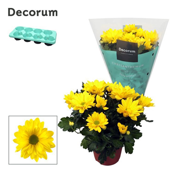 Krizantema (Indicum Grp) 'Breeze Sol' F00007863