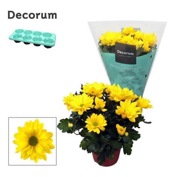 Krizantema (Indicum Grp) 'Breeze Sol' F00007863