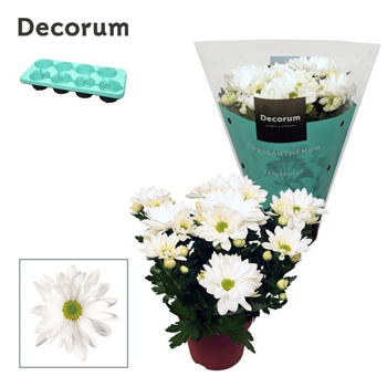 Krizantema (Indicum Grp) 'Breeze' White F00007862
