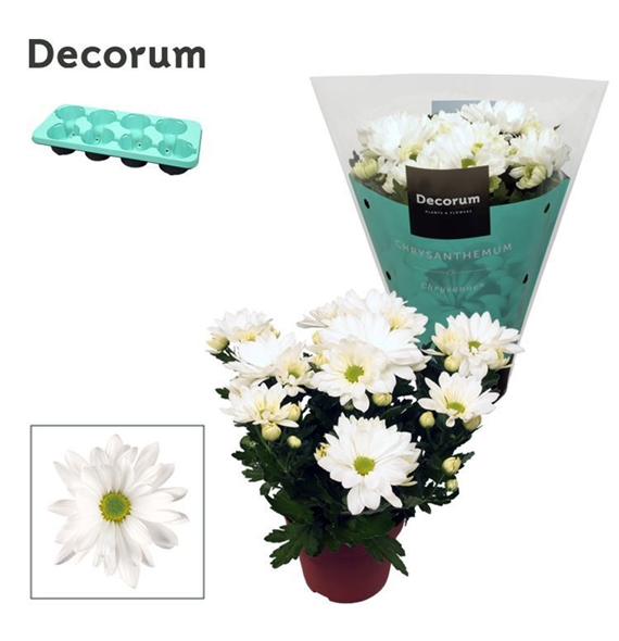 Krizantema (Indicum Grp) 'Breeze' White F00007862