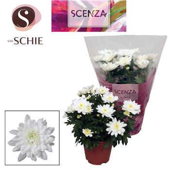 Krizantema (Indicum Grp) 'Breeze' F00007874