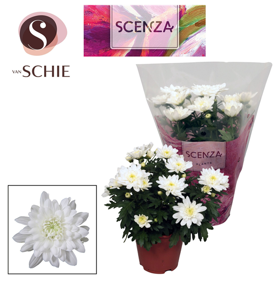 Krizantema (Indicum Grp) 'Breeze' F00007874