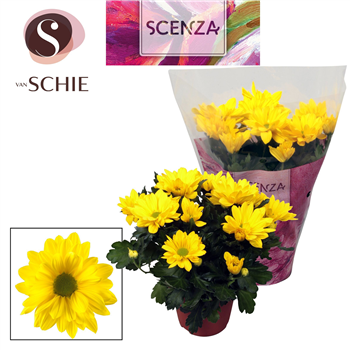 Krizantema (Indicum Grp) 'Breeze Sol' F00007875