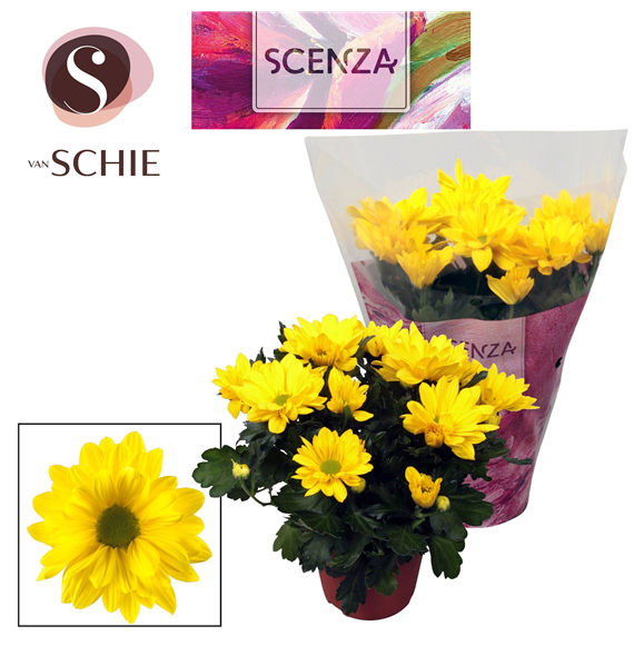 Krizantema (Indicum Grp) 'Breeze Sol' F00007875