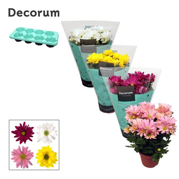 Krizantema (Indicum Grp) 'Breeze' mix F00007861