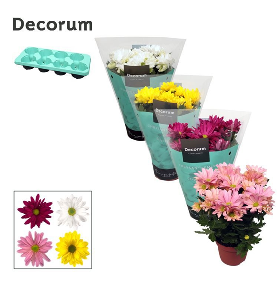 Krizantema (Indicum Grp) 'Breeze' mix F00007861
