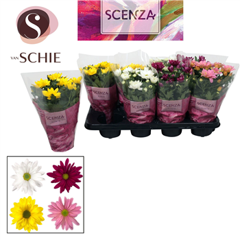 Krizantema (Indicum Grp) 'Breeze' mix F00007873