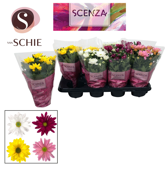 Krizantema (Indicum Grp) 'Breeze' mix F00007873