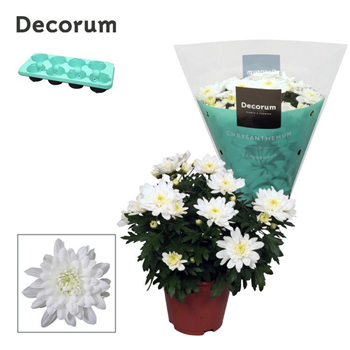 Krizantema (Indicum Grp) 'Chrystal White' F00007853