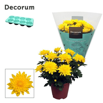 Krizantema (Indicum Grp) 'Chrystal Yellow' F00007854