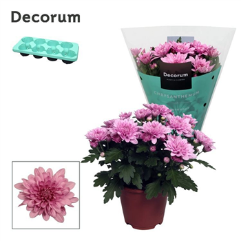 Krizantema (Indicum Grp) 'Dynamic' F00007855