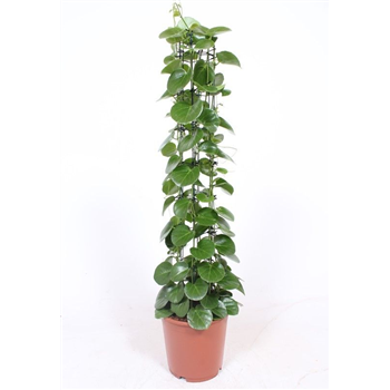 Cissus rotundifolia F00004710