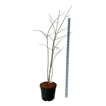 Cladrastis kentukea F00007387