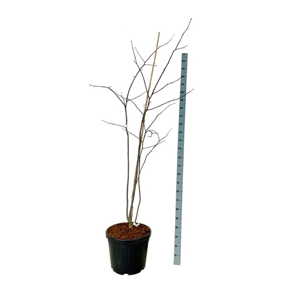 Cladrastis kentukea F00007387