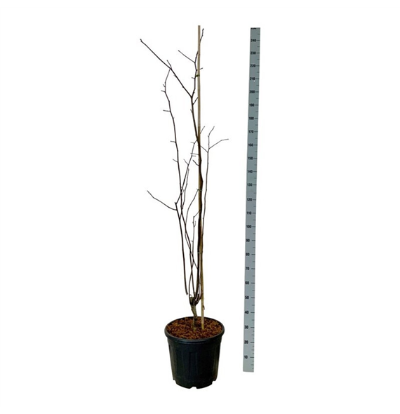 Cladrastis kentukea F00007297