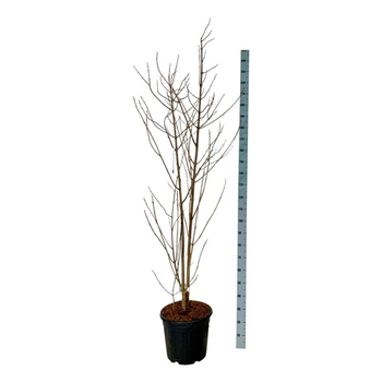 Clerodendrum trichotomum 'fargesii' F00007298