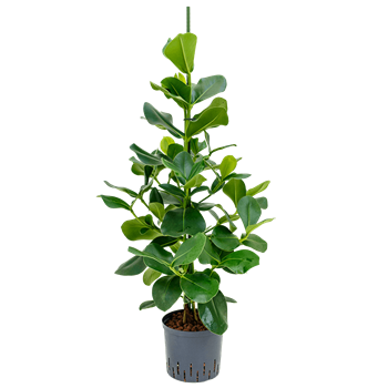 Clusia rosea 1CLROTU10
