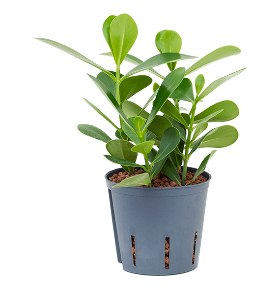 Clusia rosea 'Green Magic' 2CLROBP10