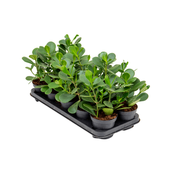 Clusia rosea 'Green Magic' 10/tray 4CLRGBP13