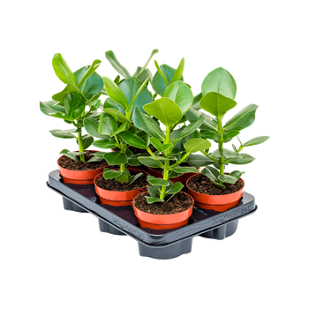 Clusia rosea 'Princess' 6/tray 4CLRPBP04