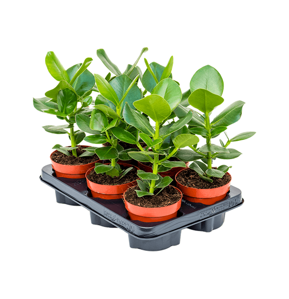 Clusia rosea 'Princess' 6/tray 4CLRPBP04