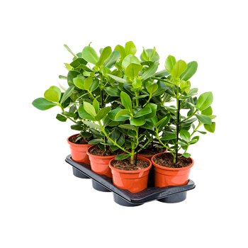 Clusia rosea 'Princess' 6/tray 4CLRPBP08
