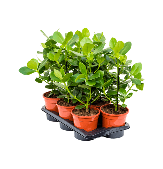 Clusia rosea 'Princess' 6/tray 4CLRPBP08