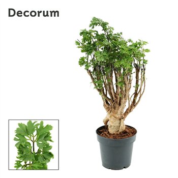 Polyscias Parsley 12 cm Bonsaj (Decorum) 40cm 12cm Q4477
