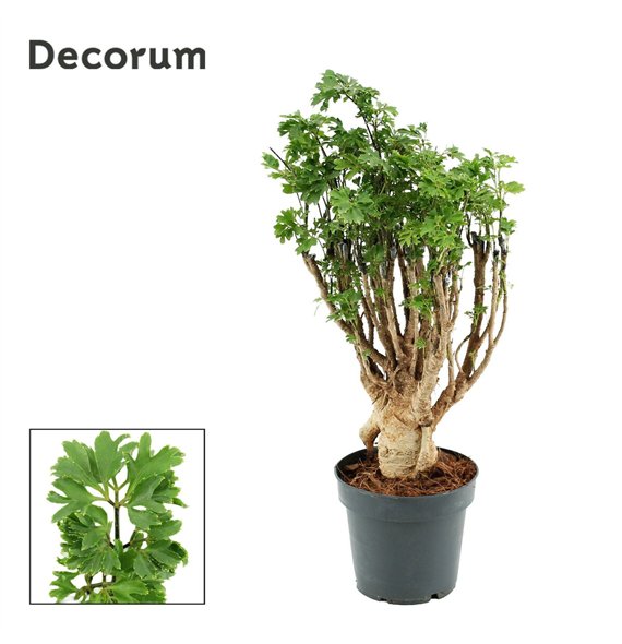 Polyscias Parsley 12 cm Bonsaj (Decorum) 40cm 12cm Q4477