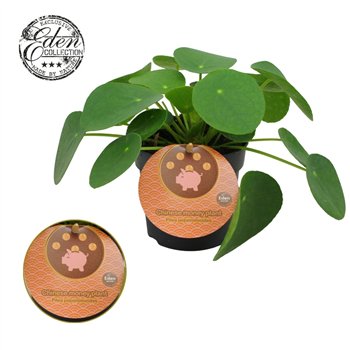Pilea peperomioides Peperomioides 10 5cm Engels etiket 15cm 10.5cm Q4496
