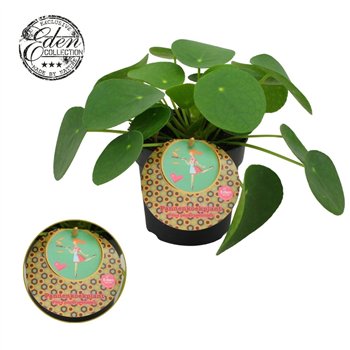 Pilea peperomioides Peperomioides 10 5cm Nederlands etiket 15cm 10.5cm Q4497