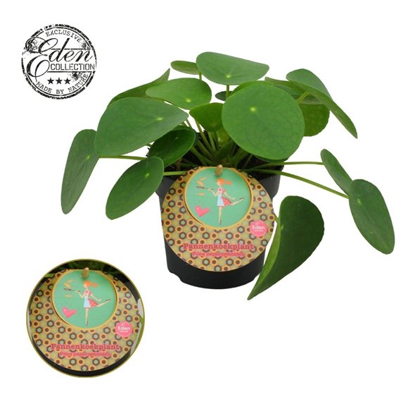 Pilea peperomioides Peperomioides 10 5cm Nederlands etiket 15cm 10.5cm Q4497