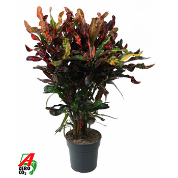 Kroton variegatum 'Mammi' F00002395