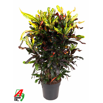 Kroton variegatum 'Mammi' F00002396
